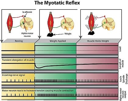The Myotatic Reflex Diagram That Fooled Me for Years