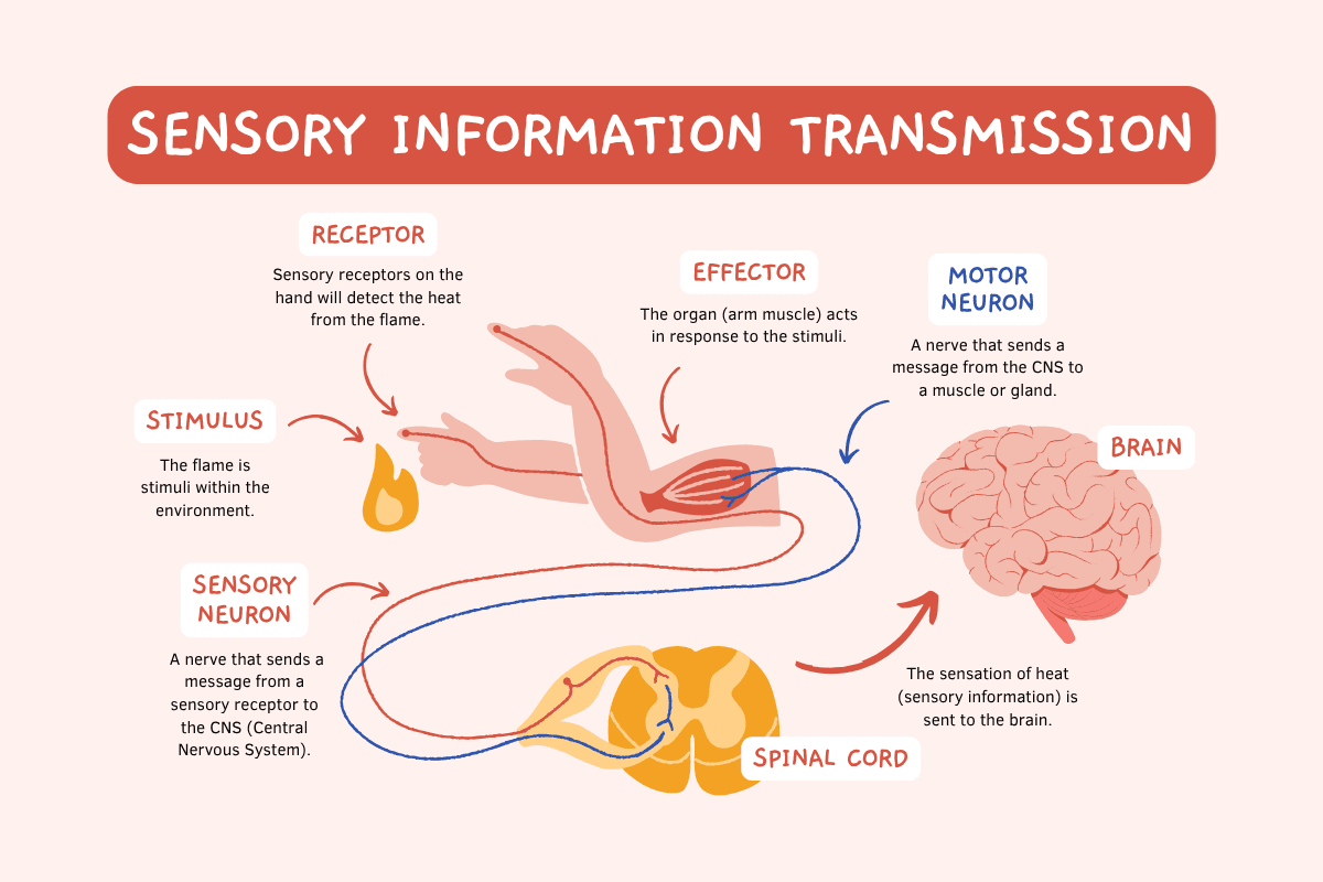 The Unseen Foundation of Health: Muscle Reflexes